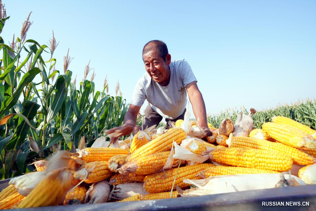 Сбор урожая кукурузы в провинции Шаньдун