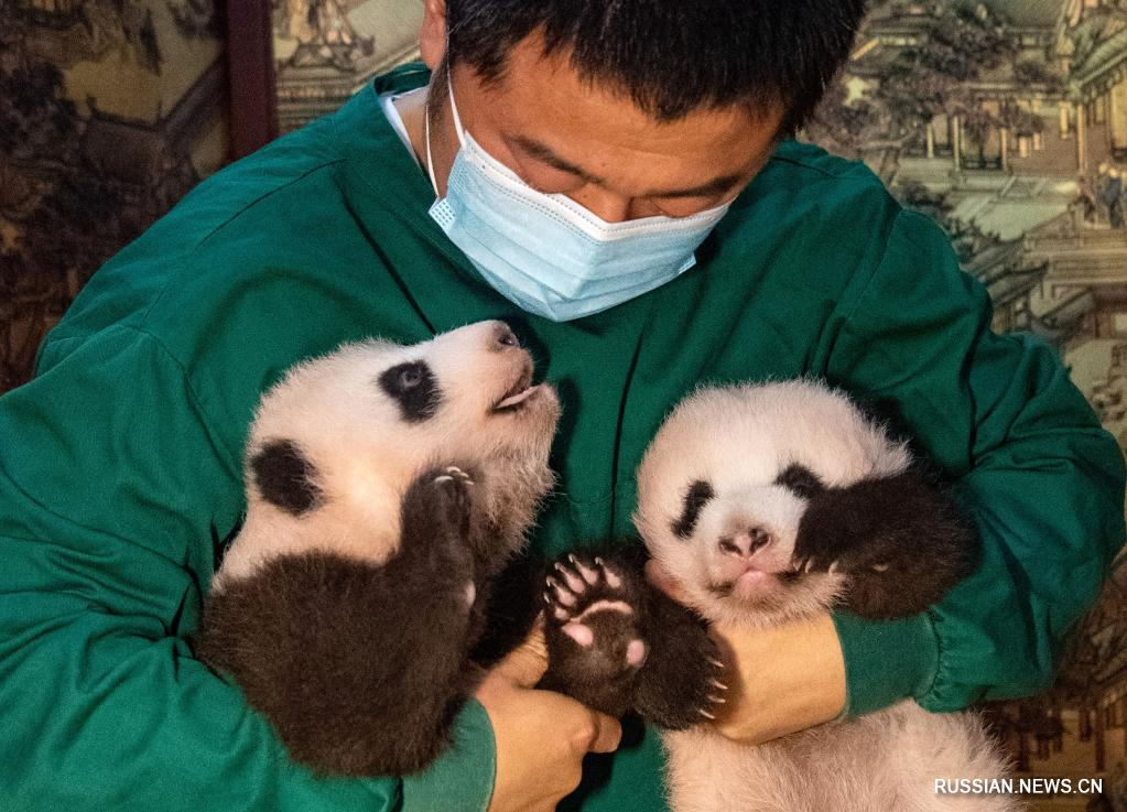 На юго-западе Китая посетителям впервые показали новорожденных детенышей-близнецов большой панды
