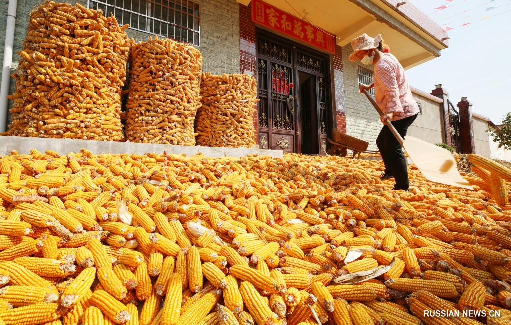 Фермеры сушат кукурузу в провинции Шаньдун