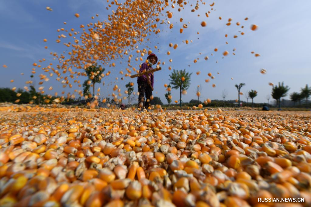 Фермеры сушат кукурузу в провинции Шаньдун