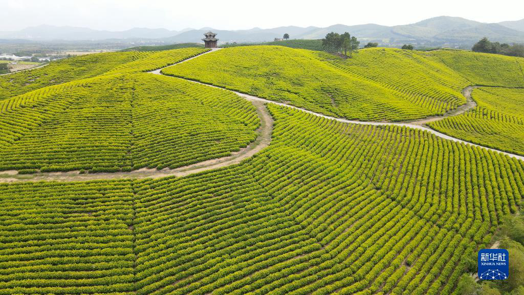 Чарующие осенние пейзажи чайных плантаций в провинции Аньхой