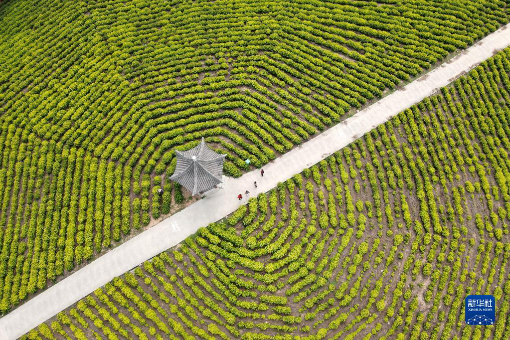 Чарующие осенние пейзажи чайных плантаций в провинции Аньхой