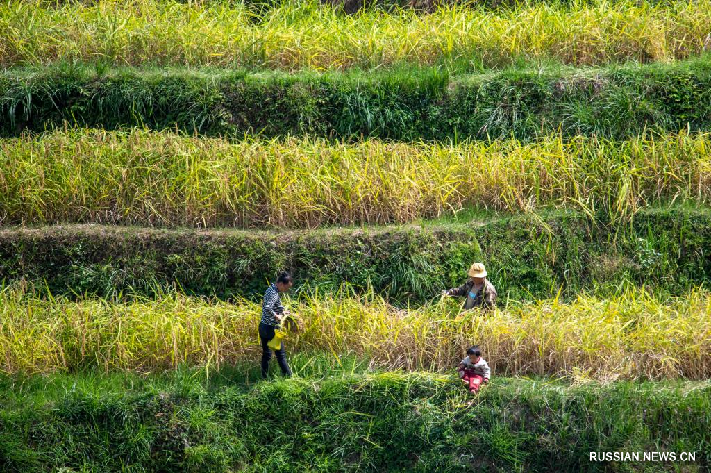 Осенние пейзажи рисовых полей в Китае