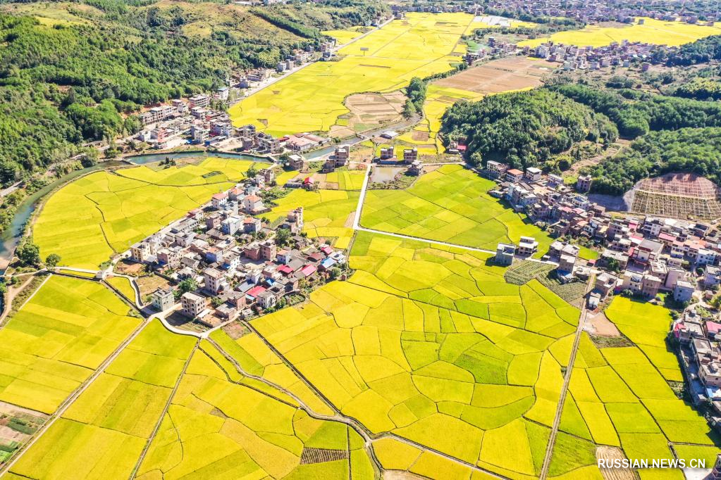 Осенние пейзажи рисовых полей в Китае