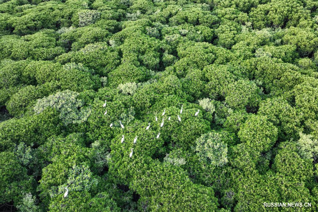 Водно-болотные угодья островной провинции Хайнань стали раем для птиц