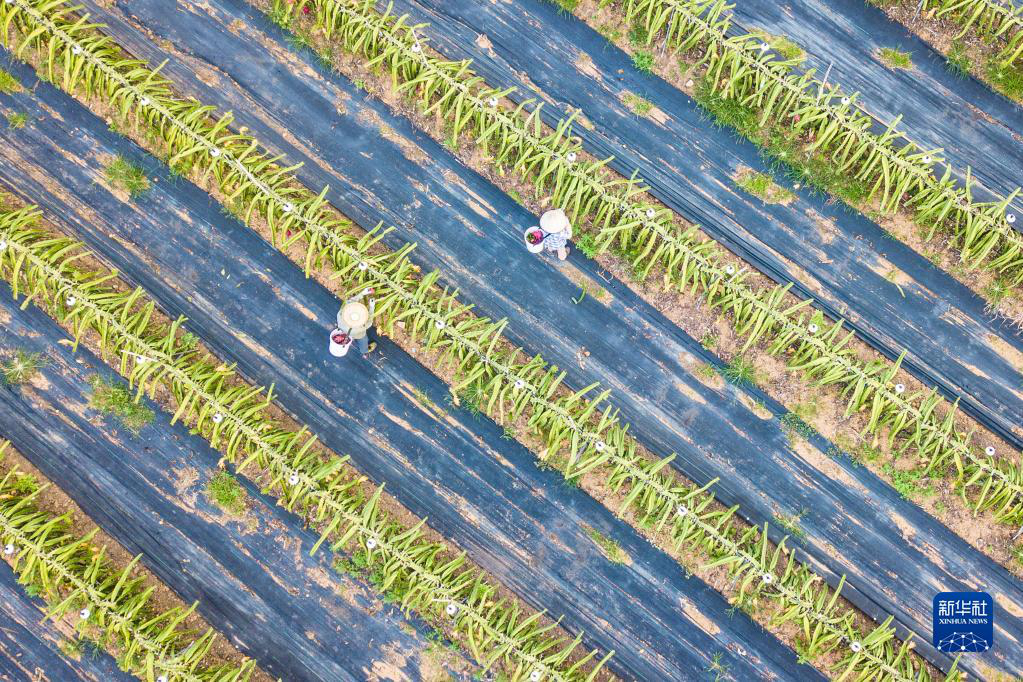 Сбор урожая питахайя в провинции Хайнань