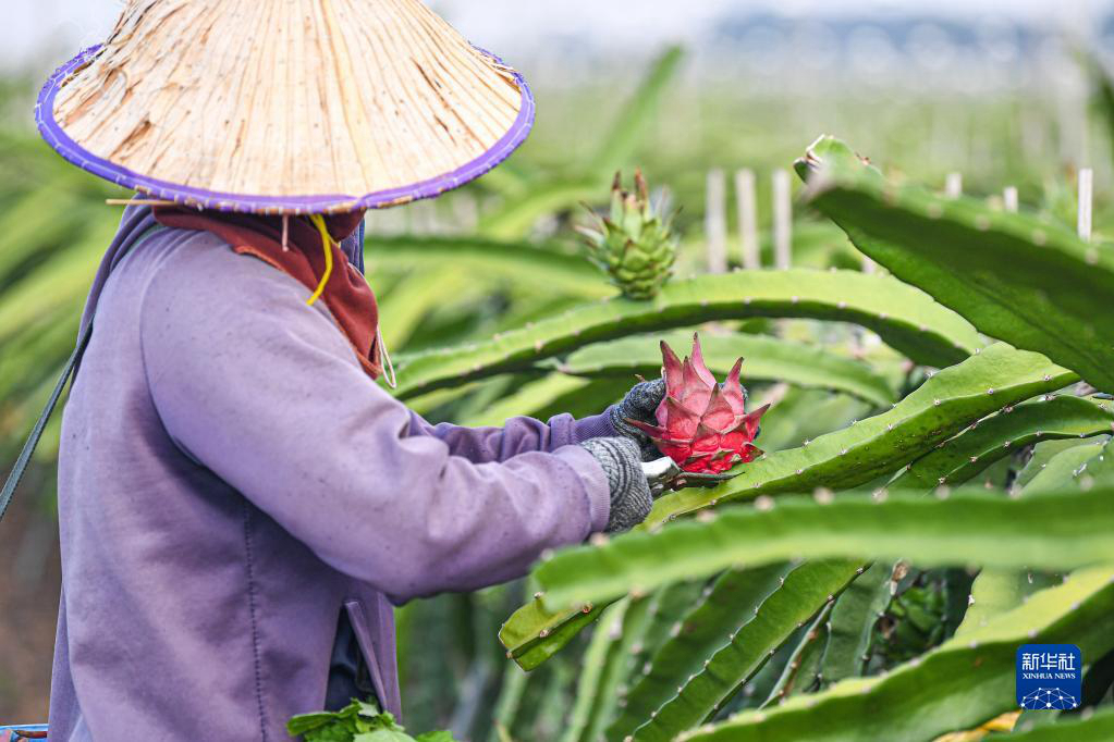 Сбор урожая питахайя в провинции Хайнань