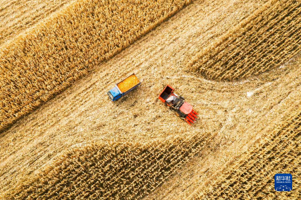 Сбор урожая кукурузы во Внутренней Монголии