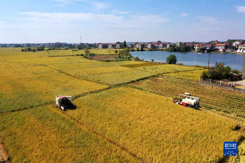 Сбор богатого осеннего урожая по всему Китаю