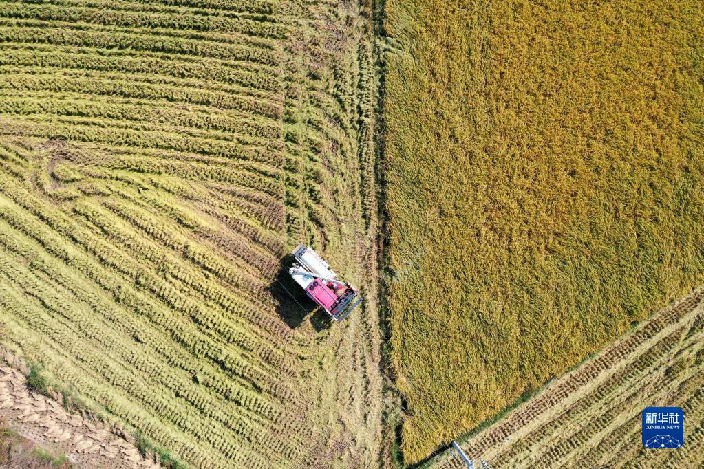 Сбор богатого осеннего урожая по всему Китаю