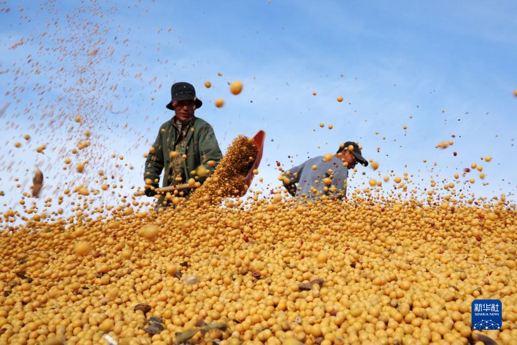Сбор осеннего урожая в провинции Хэйлунцзян