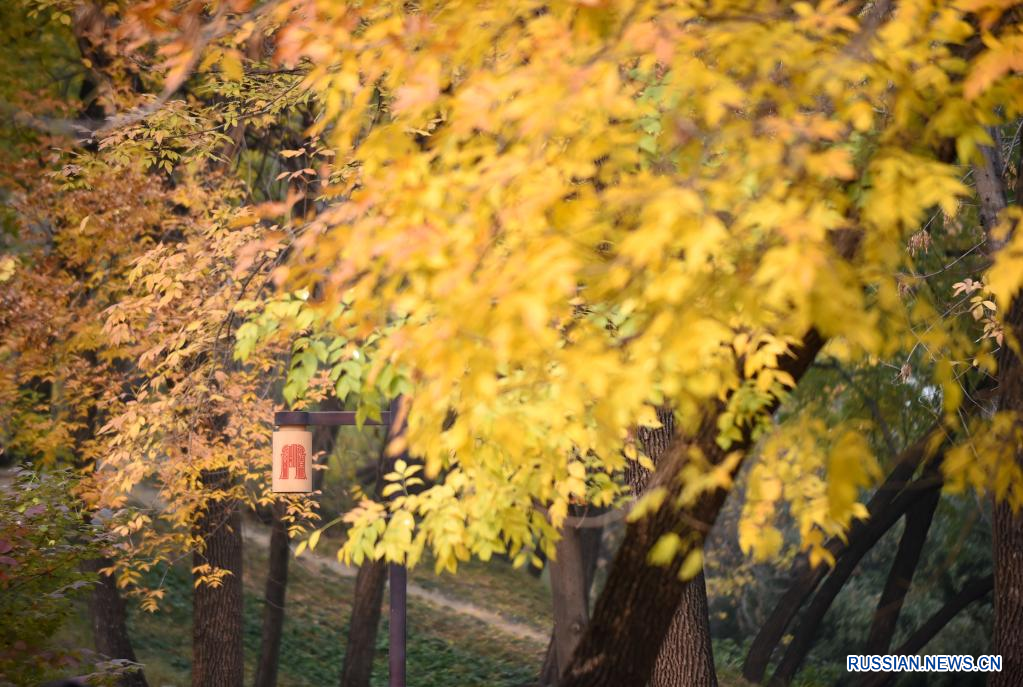 Осенний парк Юаньминъюань