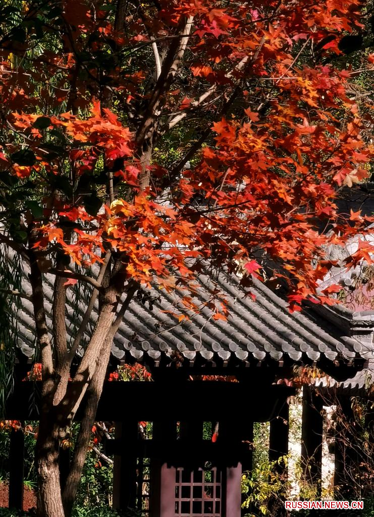 Осенние пейзажи в пекинском парке Юйюаньтань