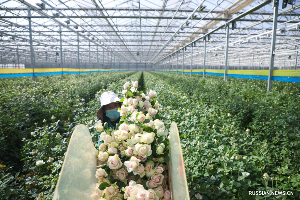 Свежие цветы из города Ланьчжоу пользуются особой популярностью в Китае и за рубежом
