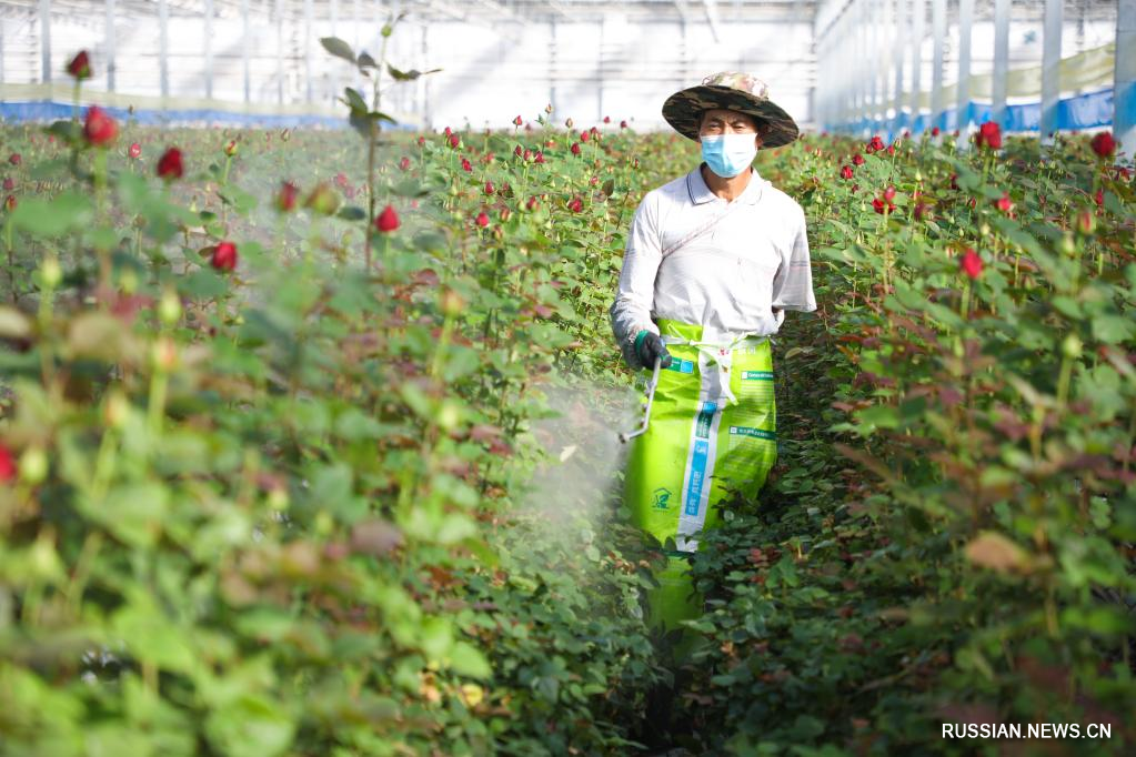 Свежие цветы из города Ланьчжоу пользуются особой популярностью в Китае и за рубежом