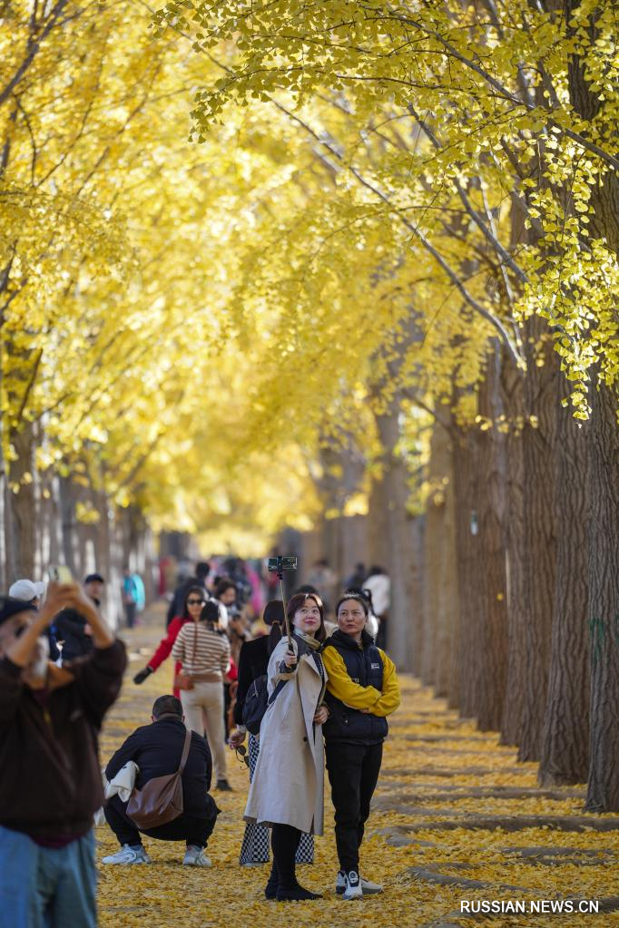 Золотые листья дерева гинкго в китайской столице