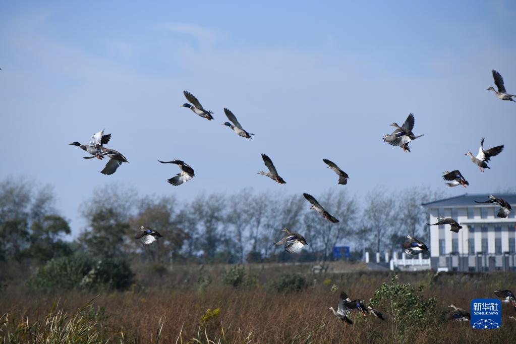 Золотой осенней порой на заболоченных угодьях Шибаляньвэй поселка Чанлиньхэчжэнь уезда Фэйдунсянь города Хэфэй провинции Аньхой пышно колосятся травы, порхают птицы, прекрасные картины живой природы радуют глаз. Золотой осенней порой на заболоченных угодьях Шибаляньвэй поселка Чанлиньхэчжэнь уезда Фэйдунсянь города Хэфэй провинции Аньхой пышно колосятся травы, порхают птицы, прекрасные картины живой природы радуют глаз.