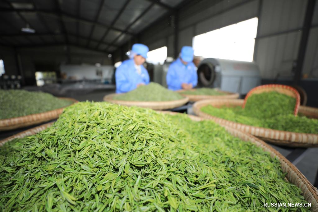 Сбор чая "минцянь" в Китае