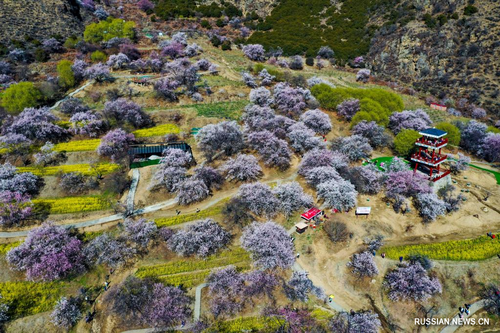 В тибетском городе Линьчжи наступил сезон цветения персика