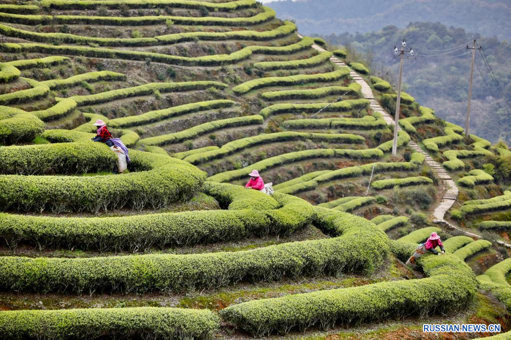 Производство чая и сельский туризм содействуют подъему села