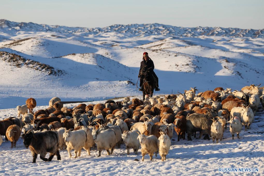 Сезон зимнего забоя скота в СУАР