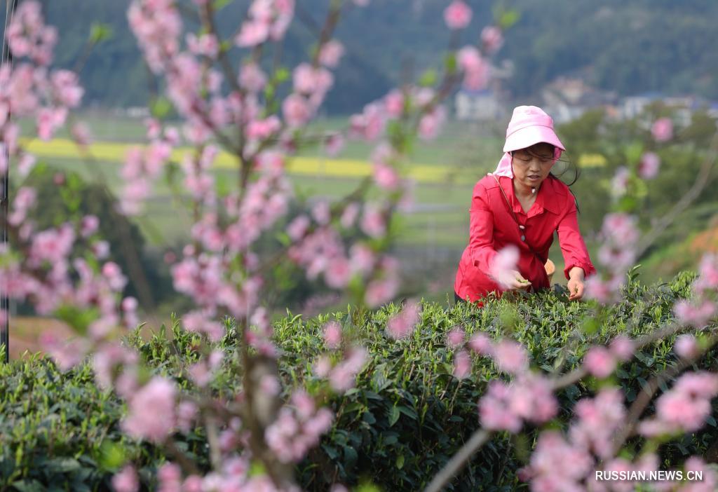 Стартовал сезон сбора весеннего чая в Китае