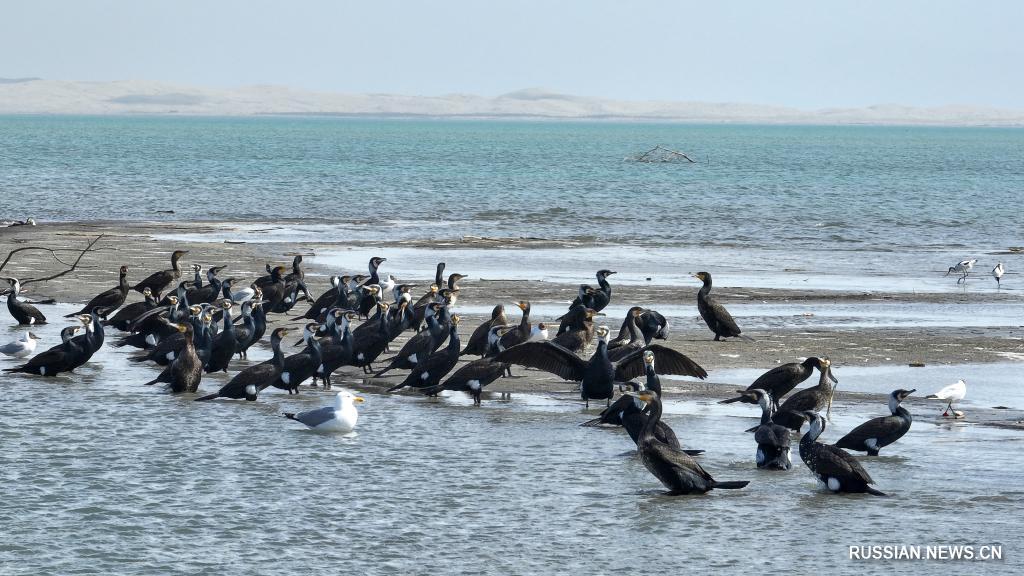 Перелетные птицы прилетели на озеро Бостен в Синьцзяне