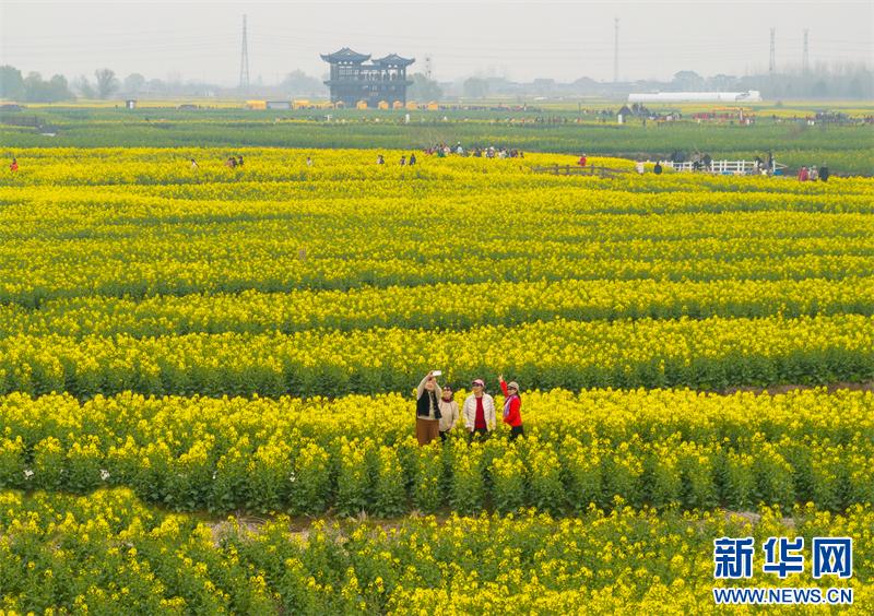 Цветение рапса в городе Синхуа на востоке Китая