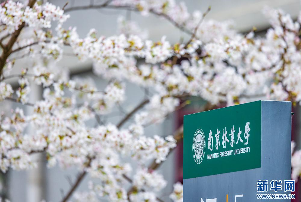 Цветение сакуры в Нанкинском лесном университете
