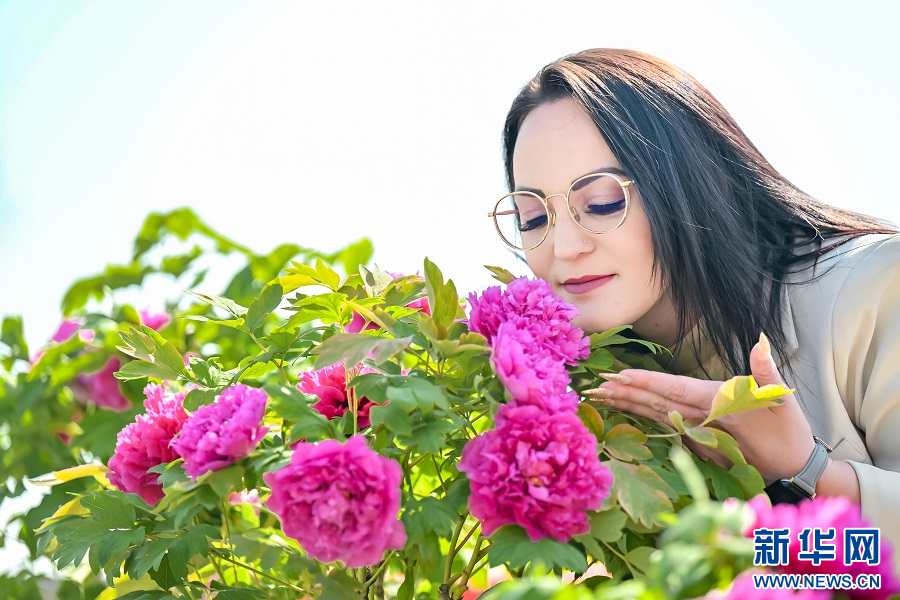 Лоян, Хэнань: стартовал фестиваль пионов_russian.china.org.cn