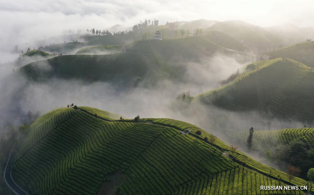 Чайная плантация в провинции Хубэй