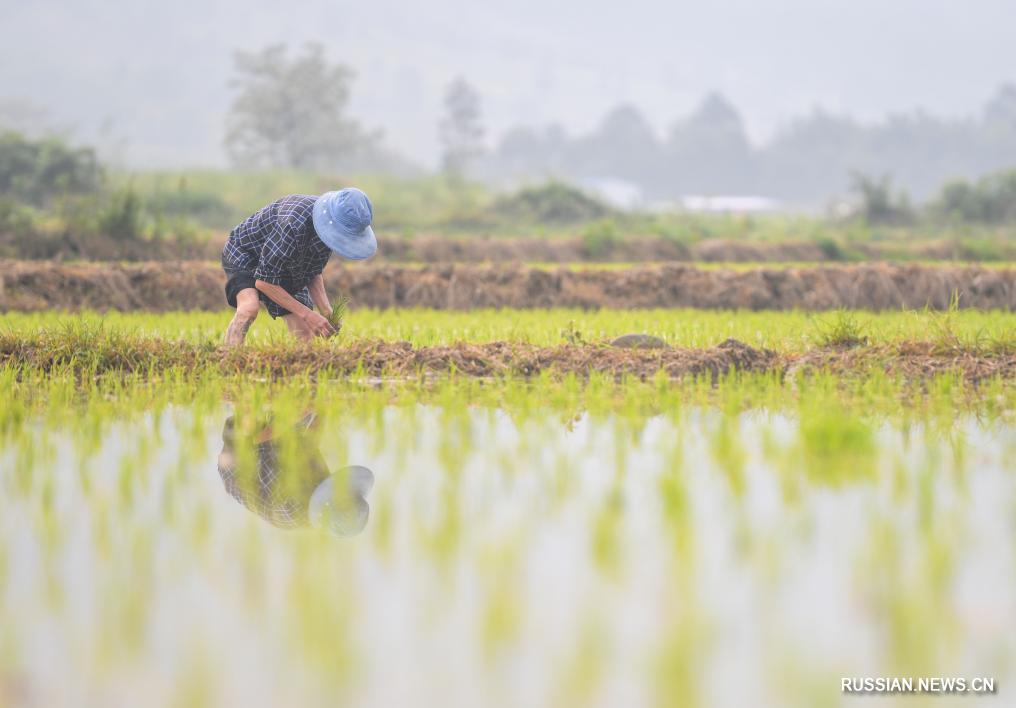 Разгар полевых работ в Китае с приближением сезона "Гуюй"