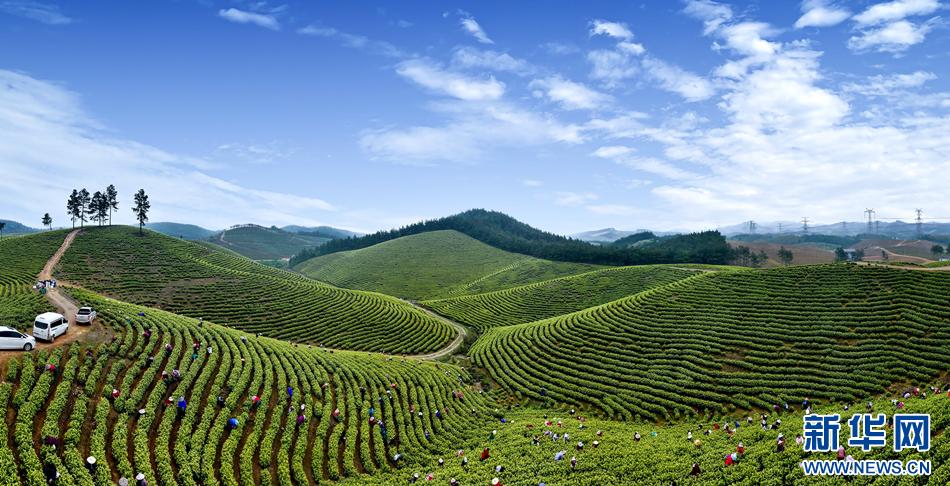Сезон сбора чая в поселке Яоцунь на Востоке Китая