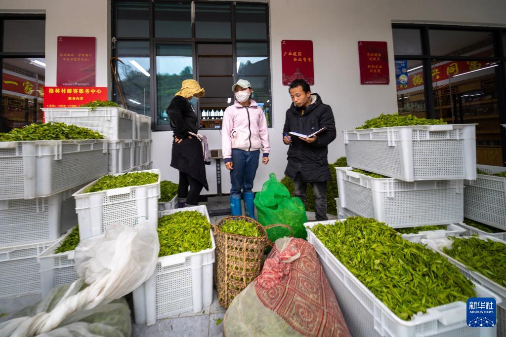 В сицзанском уезде Медог чайные плантации благоухают, принося жителям горных районов богатство