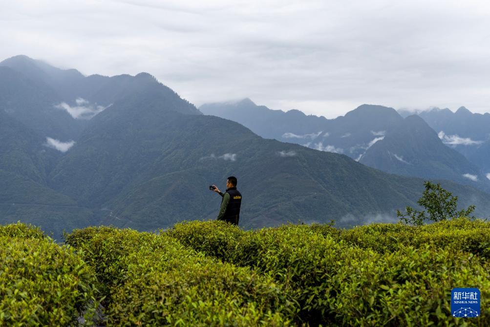 В сицзанском уезде Медог чайные плантации благоухают, принося жителям горных районов богатство