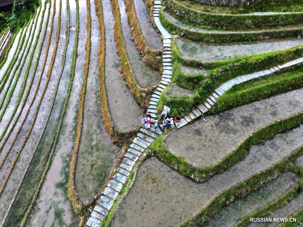 Летние пейзажи террасных полей в поселке Лунцзи Гуанси-Чжуанского автономного района