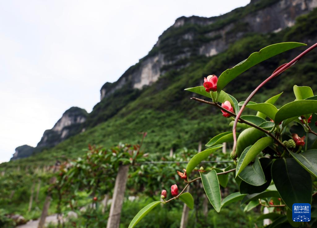 Уникальная отрасль по производству целебных трав ТКМ способствует увеличению доходов крестьян в уезде Пэншуй города Чунцин