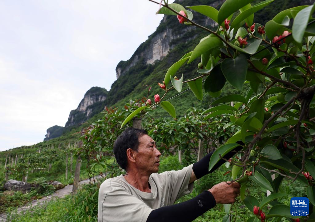 Уникальная отрасль по производству целебных трав ТКМ способствует увеличению доходов крестьян в уезде Пэншуй города Чунцин