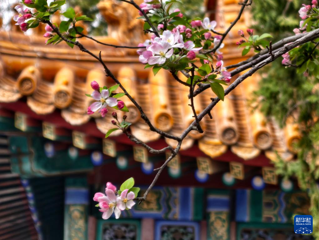 Прекрасные весенние пейзажи во дворце Гугун