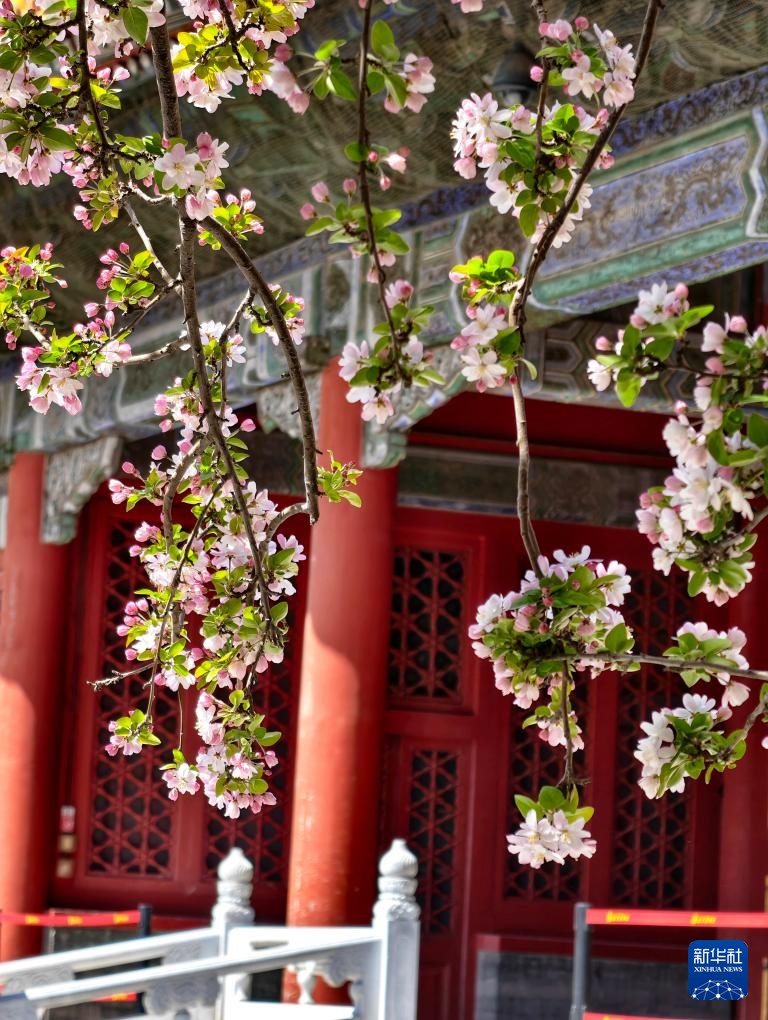 Прекрасные весенние пейзажи во дворце Гугун