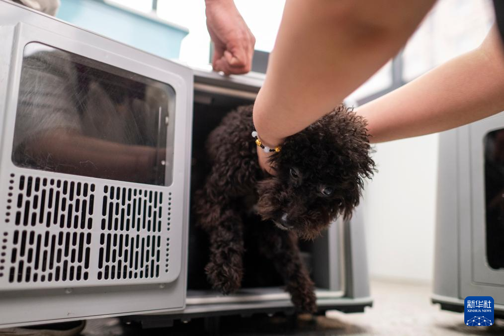 11 апреля, на вокзале Ханькоу в городе Ухань провинции Хубэй, пассажир помещает домашнюю собаку в специальный контейнер для перевозки домашних животных.