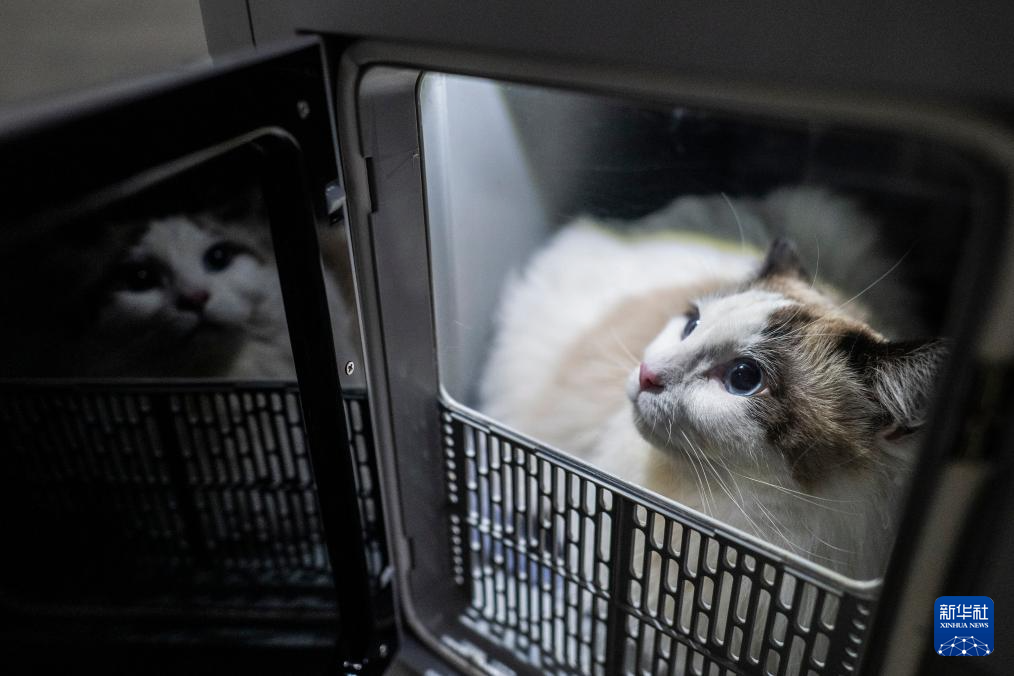11 апреля, на вокзале Ханькоу в городе Ухань провинции Хубэй, домашняя кошка в специальном контейнере для перевозки домашних животных.