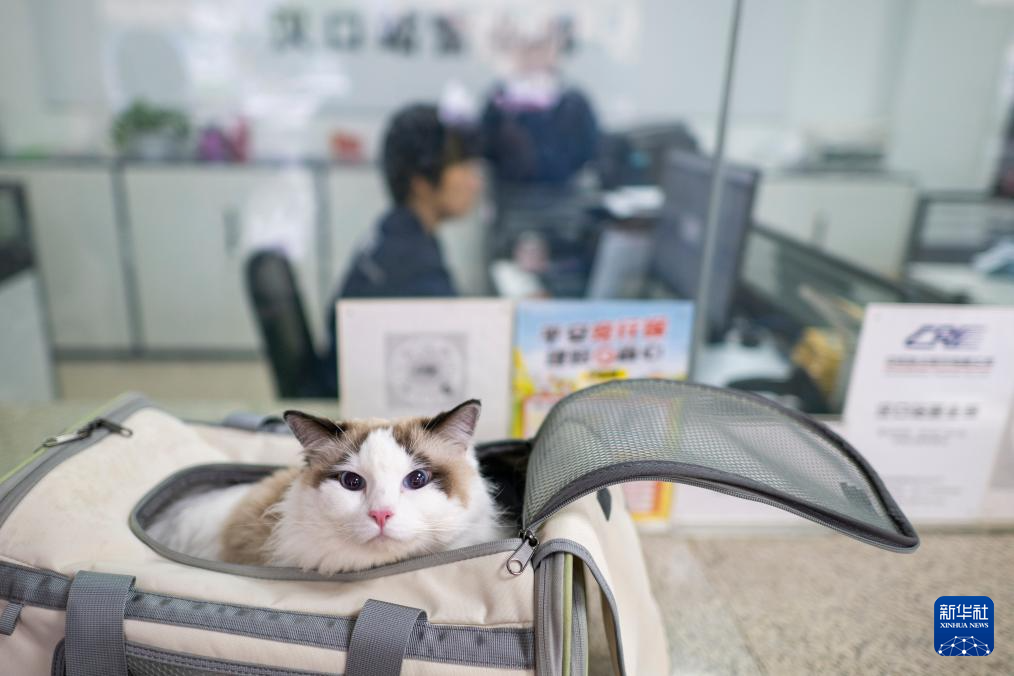 11 апреля, на вокзале Ханькоу в городе Ухань провинции Хубэй, домашняя кошка в ожидании документов на перевозку.