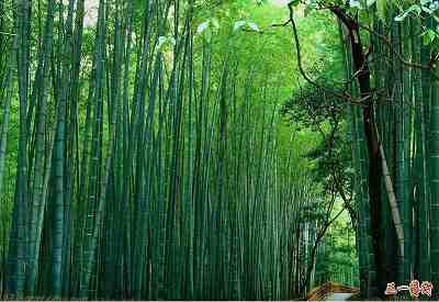 Mar de Bambú