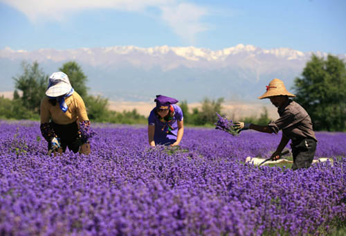 lavandas en Xinjiang1