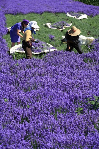 lavandas en Xinjiang3