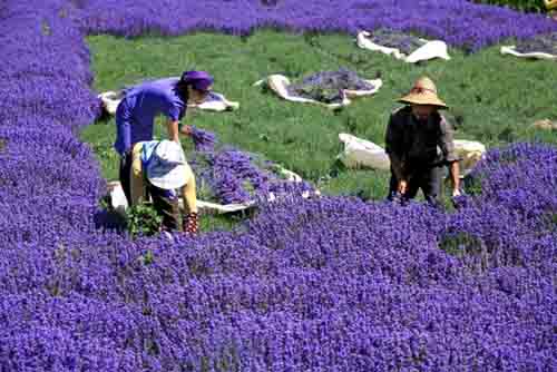 lavandas en Xinjiang4