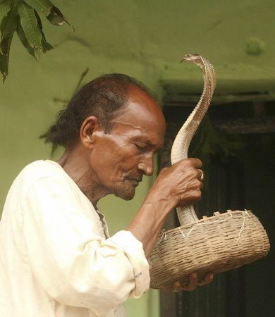 Se celebra la fiesta 'Jhapan' en India con las serpientes venenosas1
