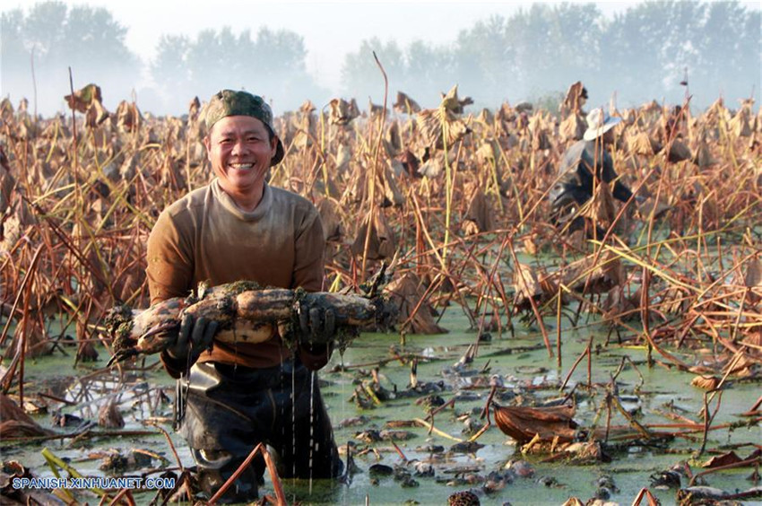 Muchas partes de China han entrado en la temporada de cosecha en este otoño