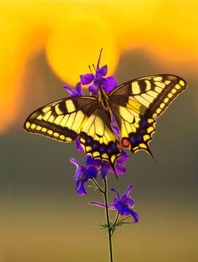 La increíble belleza de los insectos iluminados por los amaneceres y los atardeceres